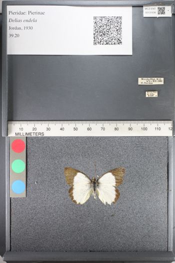 Media type: image;   Entomology 131636